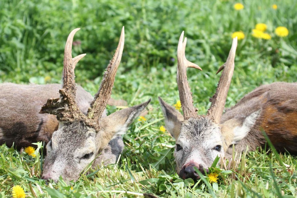 A pair of incredible roe bucks from our outfitter partner in Hungary. Roe Deer Hunting Hungary
