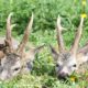 Roe Deer Hunting Hungary
