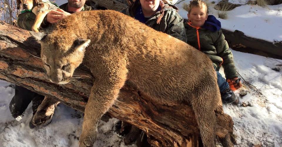Lookin' Up Outfitters Colorado Mountain Lion mountain lion hunting in Colorado