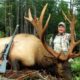 Roosevelt Elk Hunting