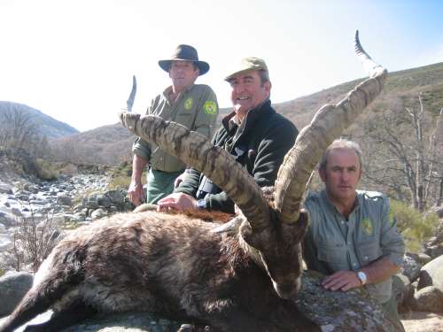 Hunting Gredos Ibex