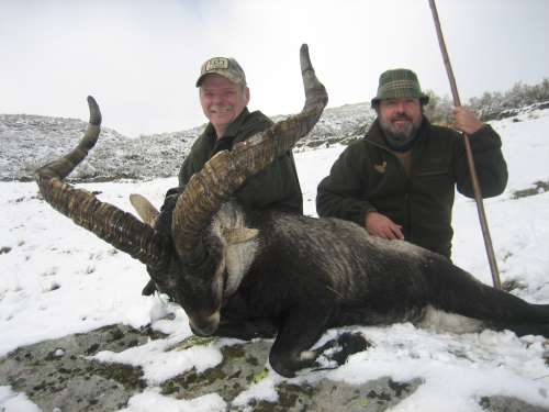 Hunting Gredos ibex in Spain