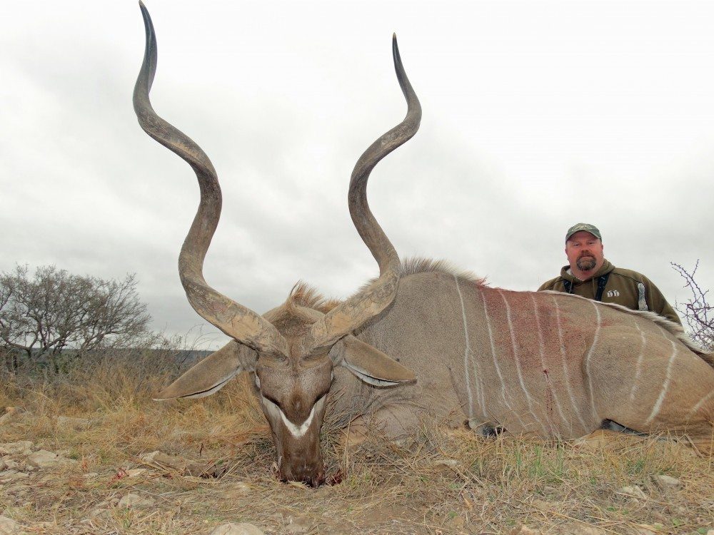 Beautiful 55 inch kudu