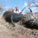 Best Caliber for Hunting Cape Buffalo