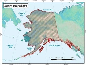 Brown bear and grizzly bear distribution map