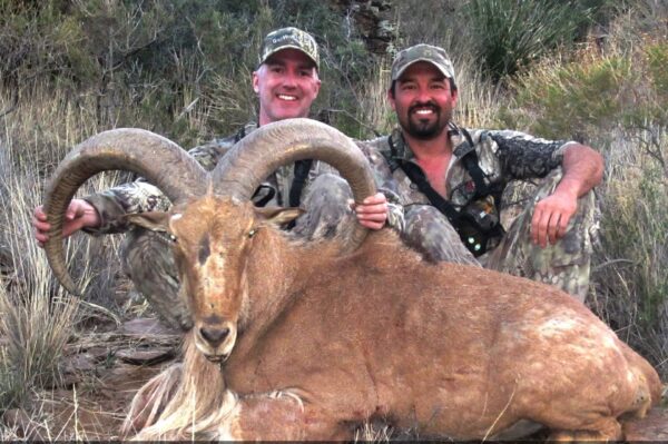 Mike and Cory with a giant they took on a free range West Texas aoudad hunting trip.