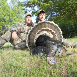 Nebraska Merriams-Wild-Turkey-BAO2 » Outdoors International Turkey hunting in Nebraska