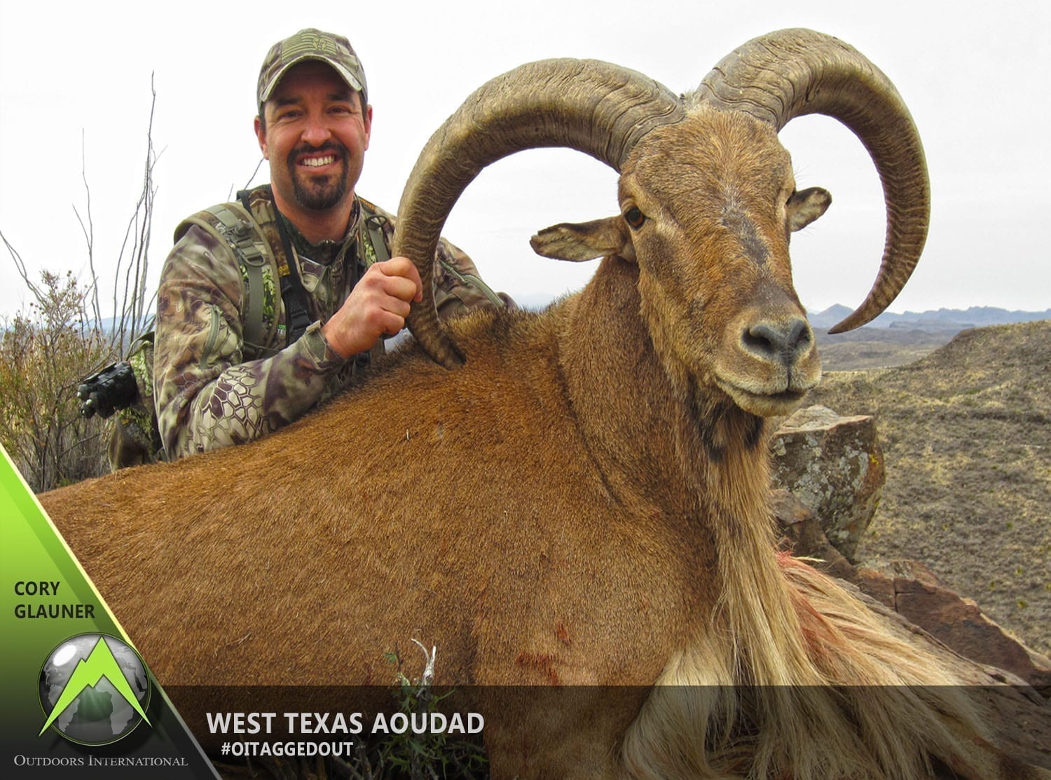 On the first day, Cory got on the board early with a great 31 1/2″ ram.