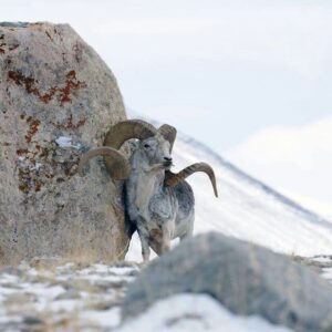 Argali Hunts
