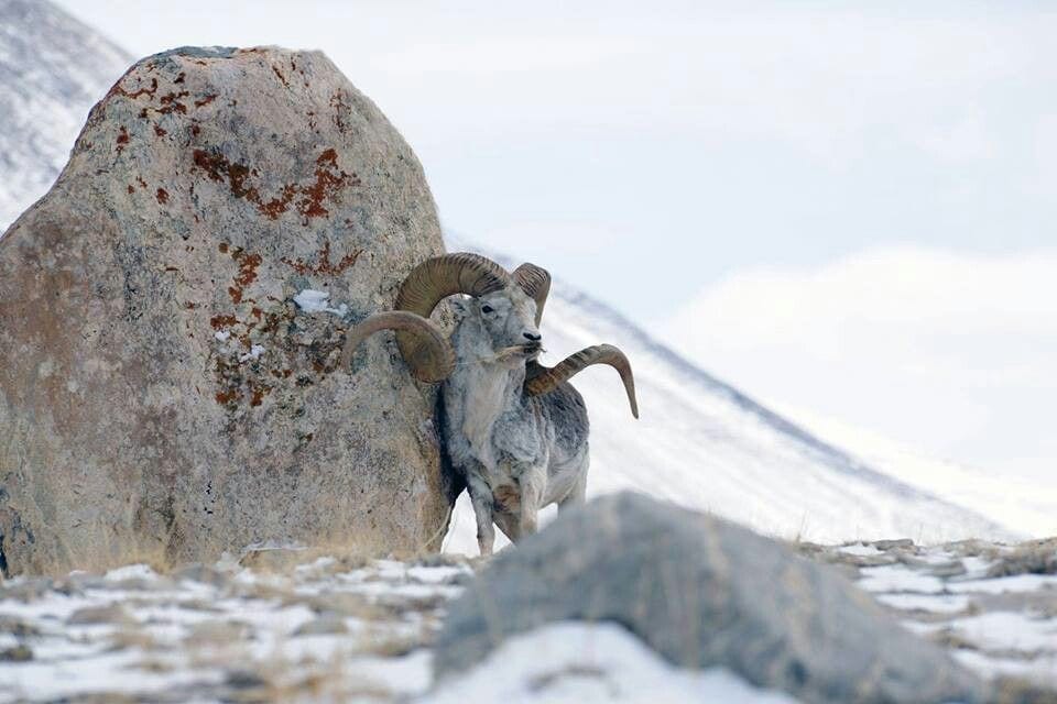 The various species of argali sheep are among the most impressive of all big game animals.