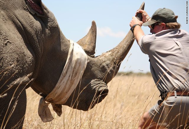 Rhino green hunts