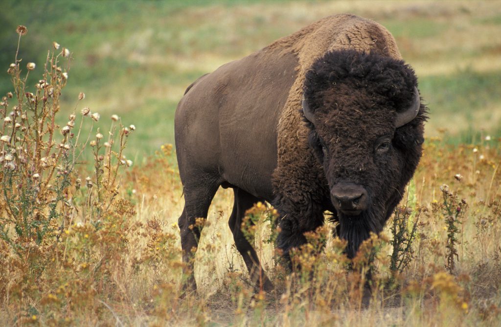 Bison Hunting