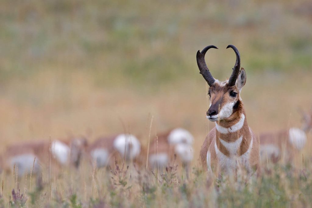 Pronghorn antelope hunting