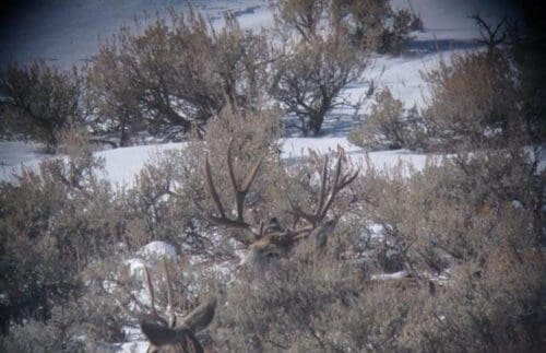 Glassing for mule deer