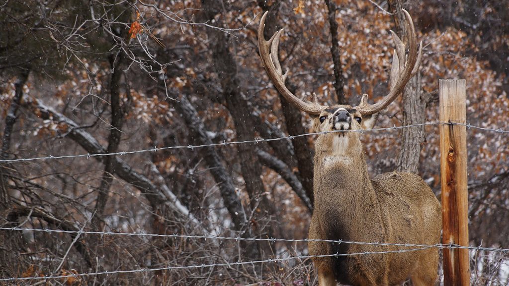 Justin Sparks: New Mexico Late Season Elk Hunt Report