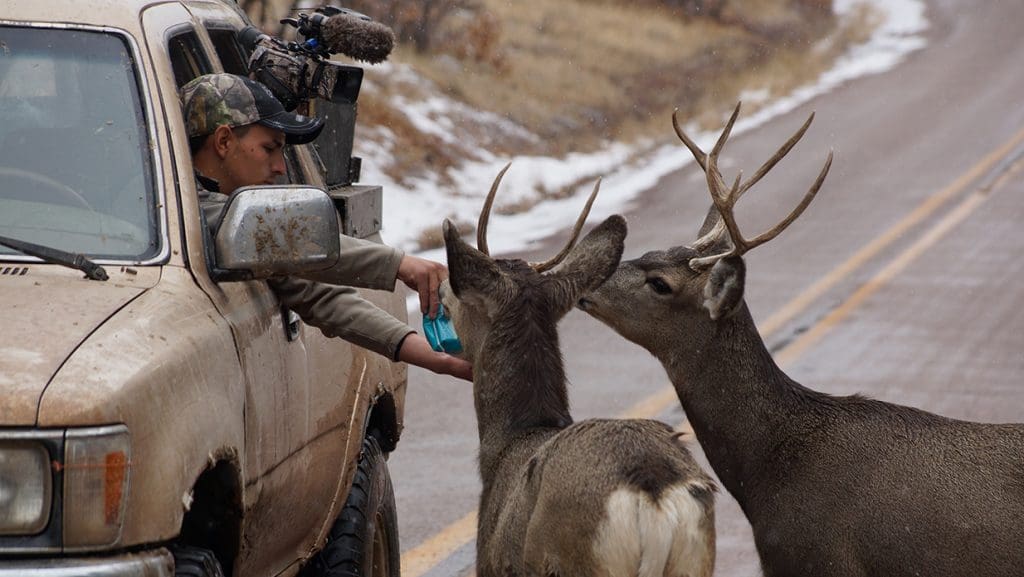 feeding-deer Doritos along the road in New Mexico feeding-deer Doritos along the road in New Mexico