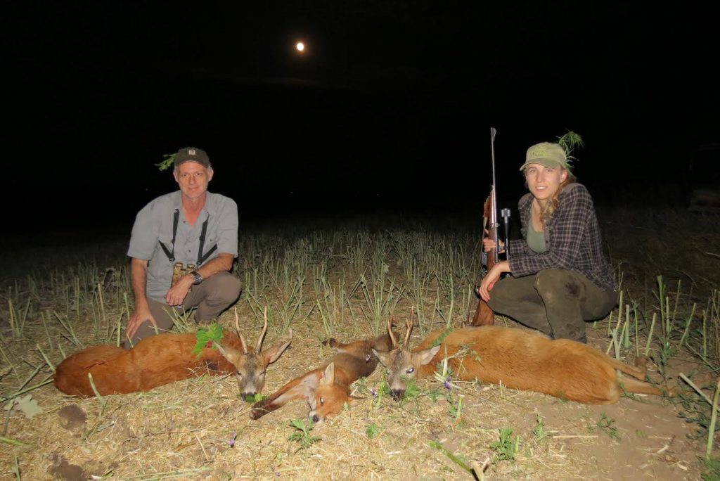 Roe buck hunting in Hungary
