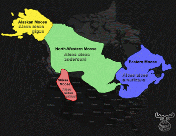 Moose Subspecies and Range in North Amercia
