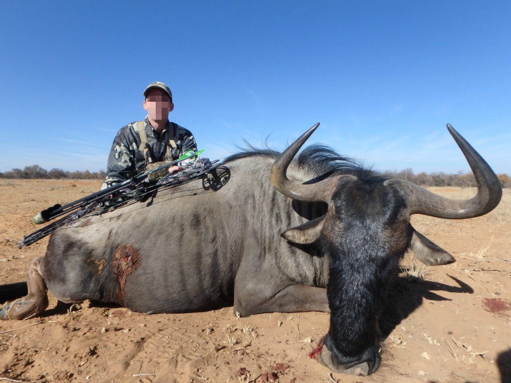 A big Archery wildebeest