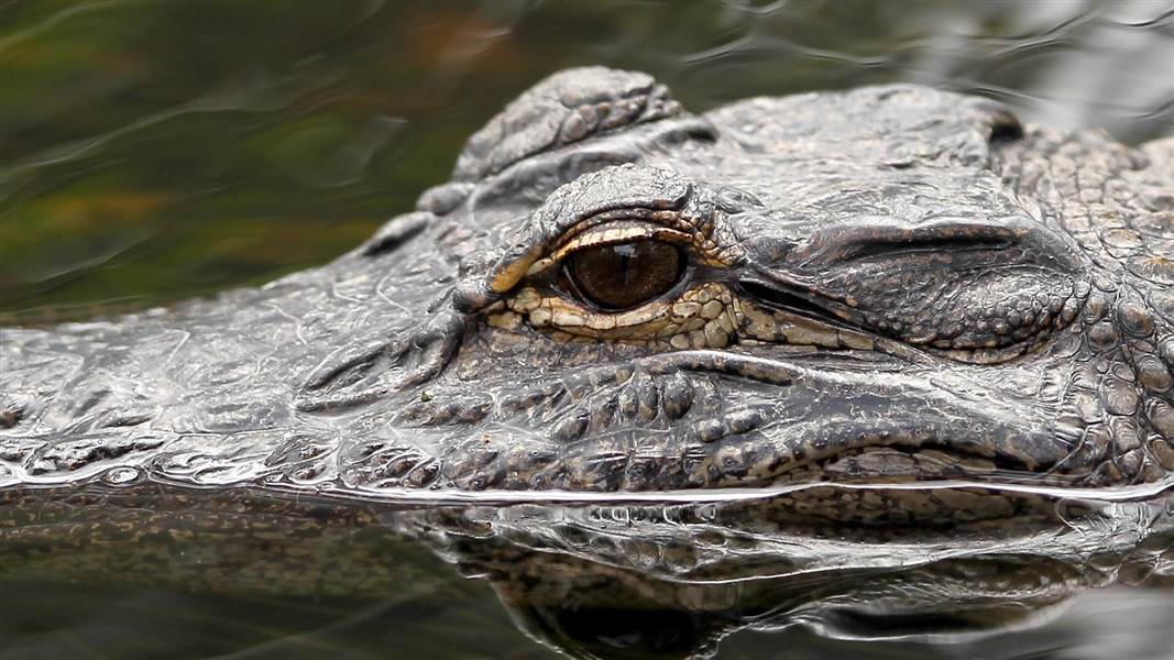 How to field judge an Alligator