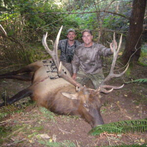 Roosevelt-Elk-Oregon SPO » Outdoors International Oregon elk hunting