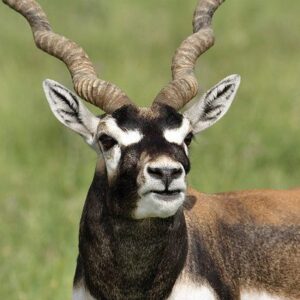 Blackbuck