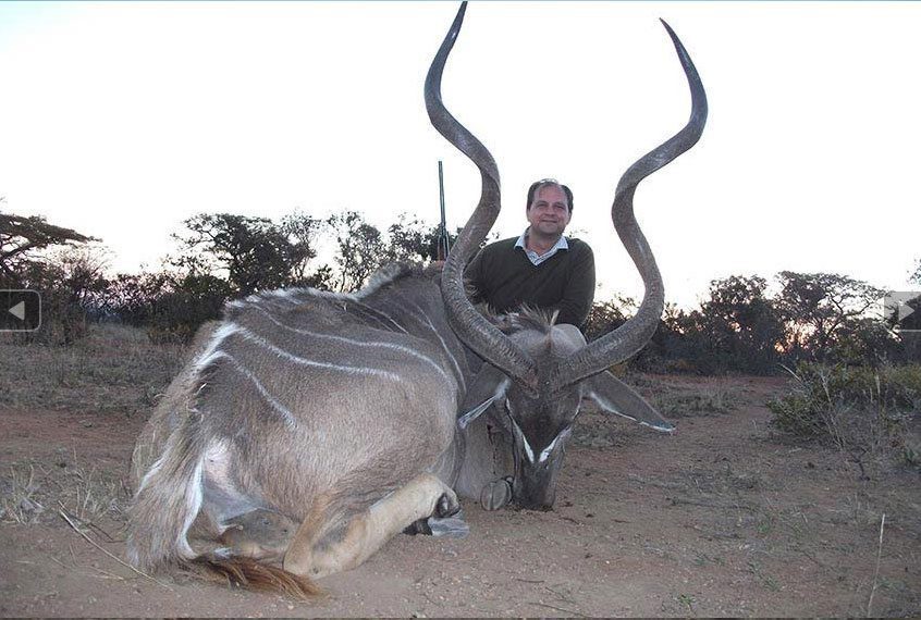 A big kudu bull