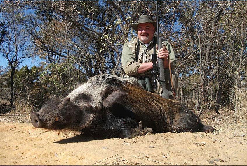 Bush pig hunts