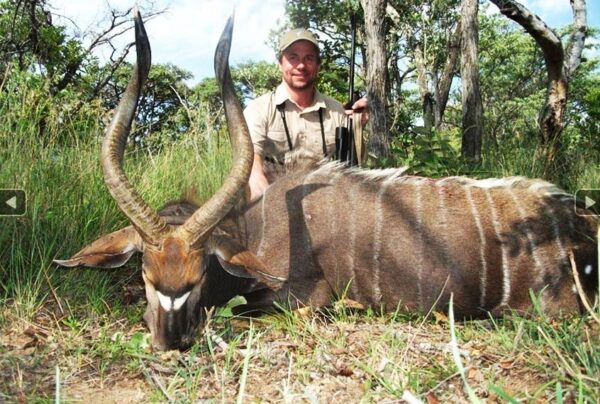 Mozambique Plains Game Hunting for trophy Nyala