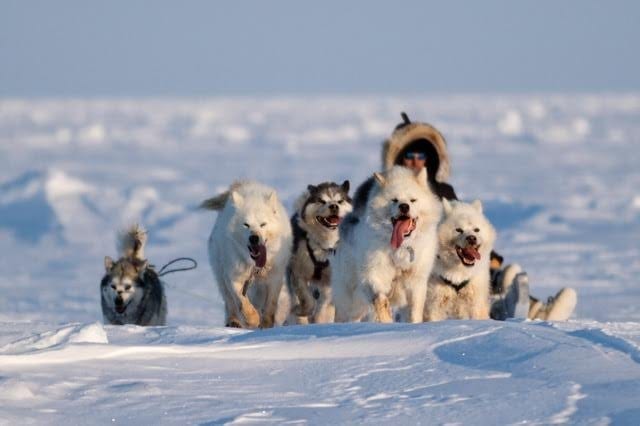 Polar bear hunting with sled dogs