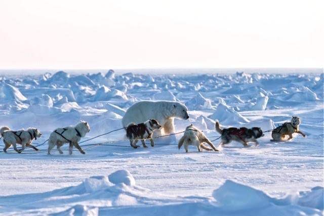 Dogs baying a polar bear.