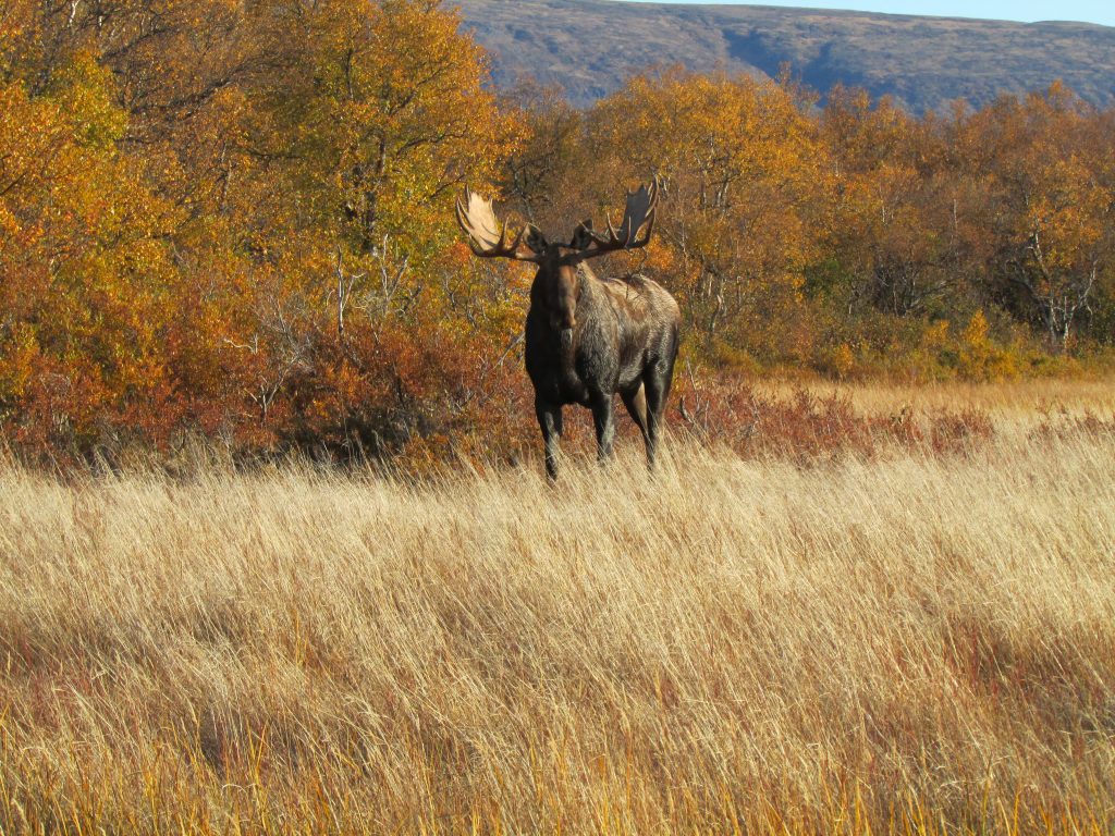 Bull moose in camp
