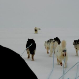 Hunting polar bears with a traditional dog sled team.