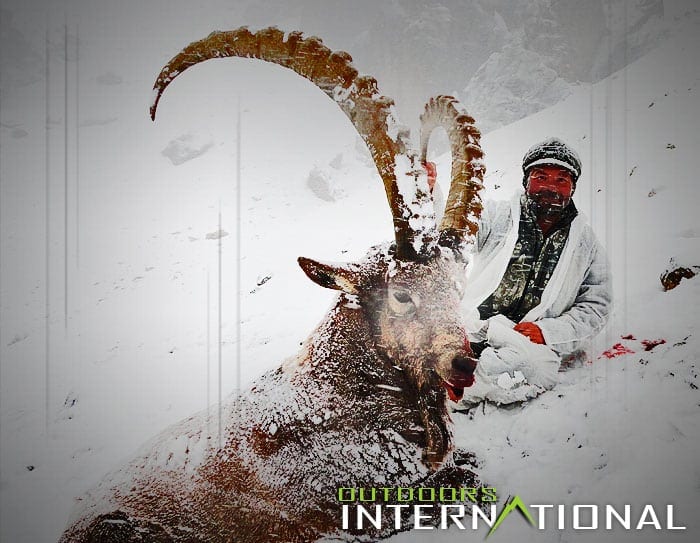 An OI client with a great mid-Asian ibex
