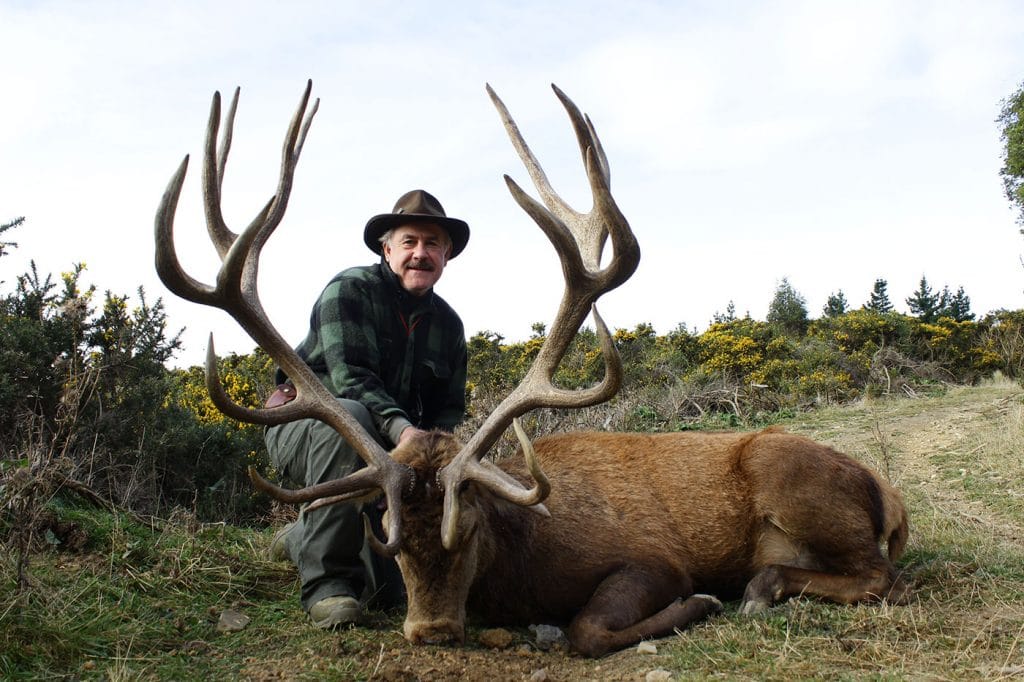 A giant free range stag in New Zealand