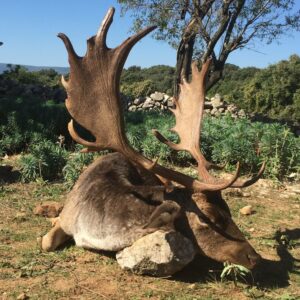 Fallow Deer hunting in Croatia