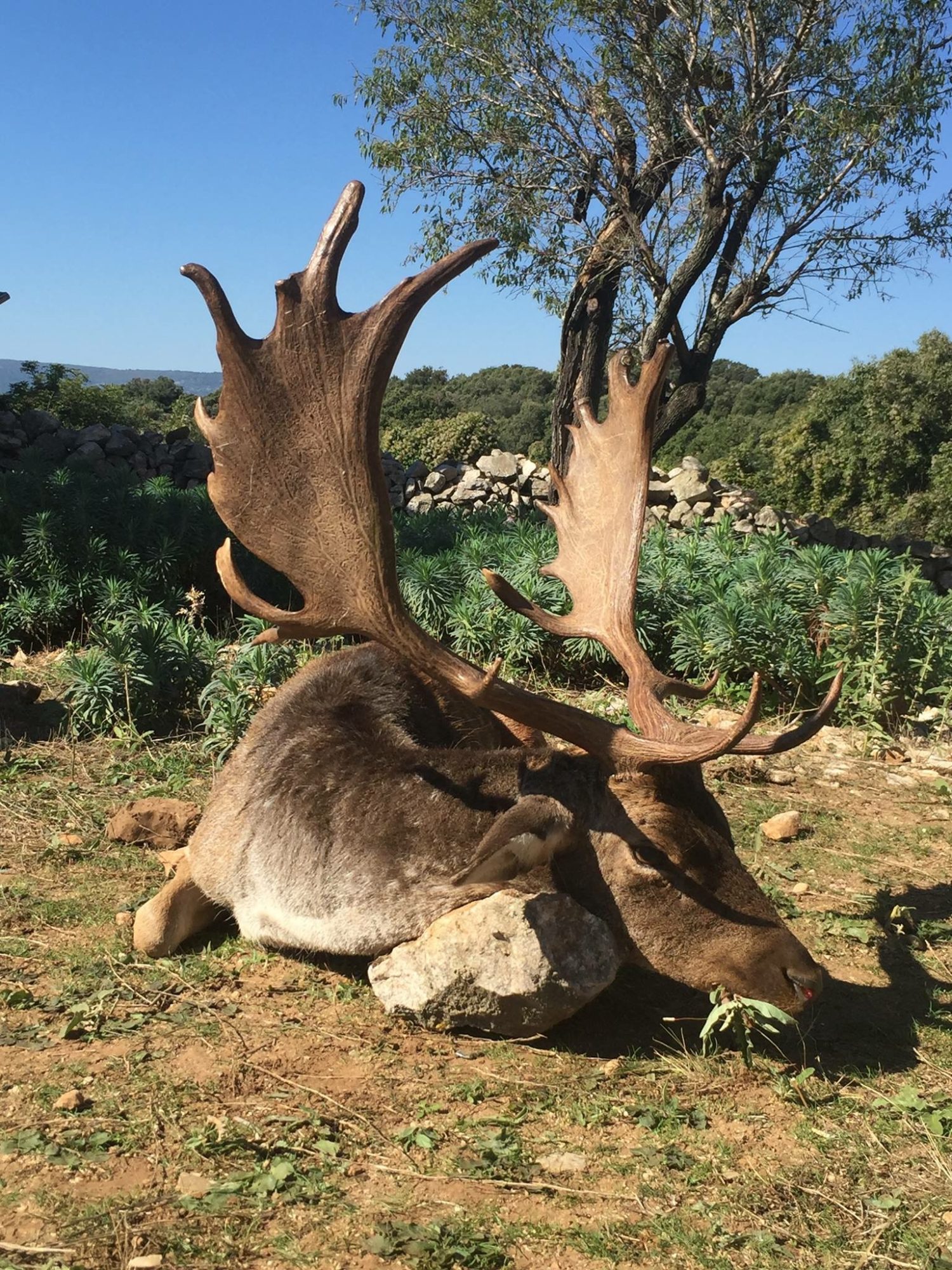 Fallow Deer hunting in Croatia