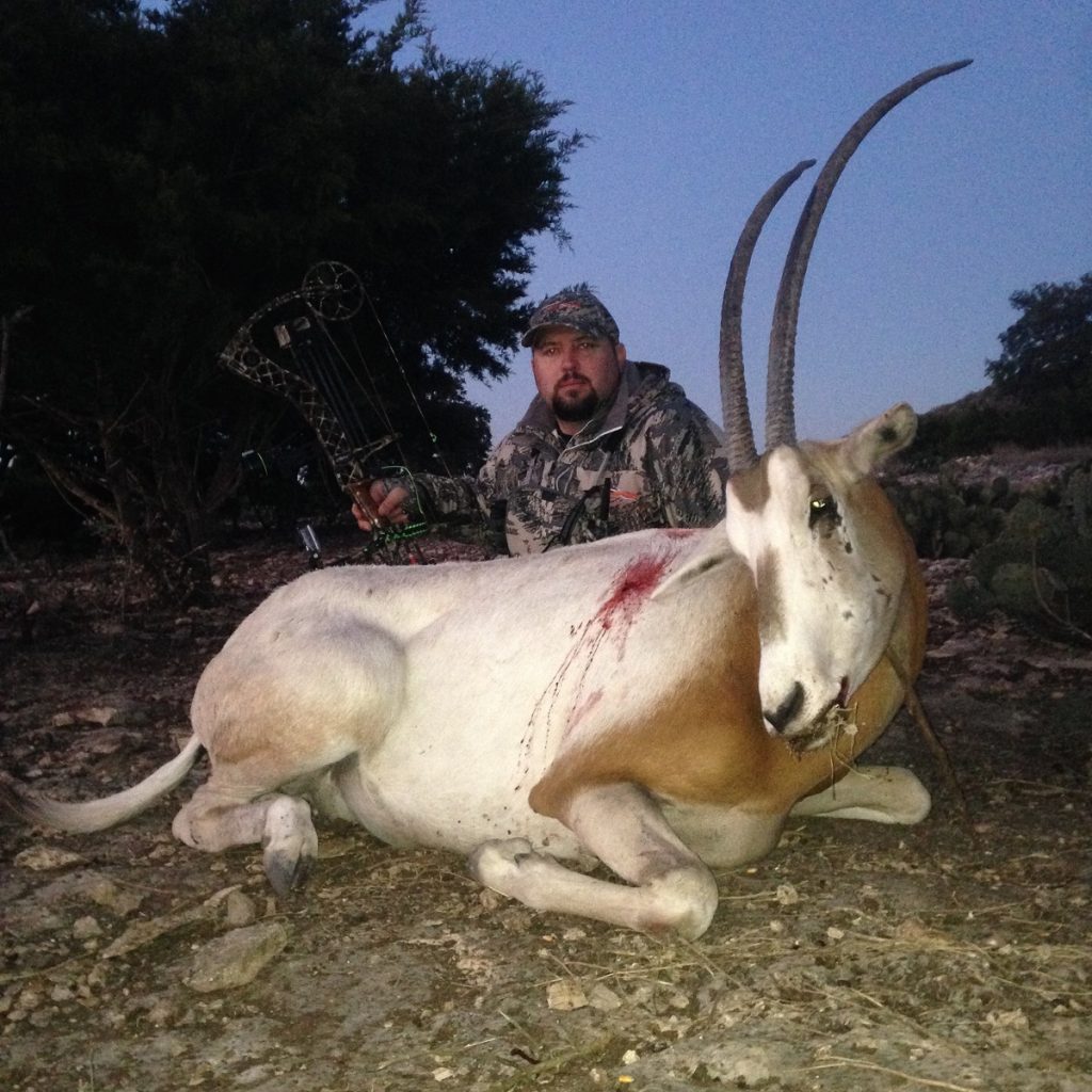 Jarred with an archery Scimitar oryx