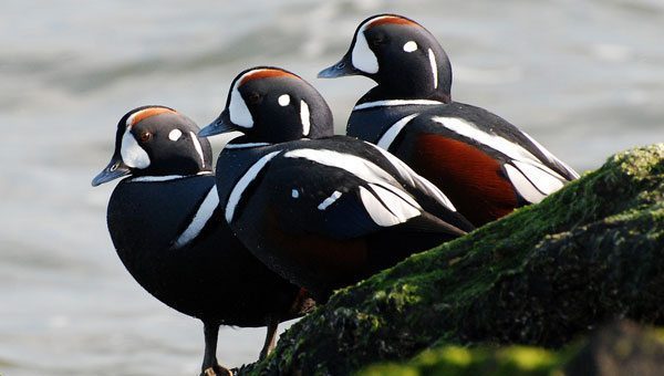 Harlequin ducks are on many hunters’ lists, and Kachemak Bay consistently holds good numbers of this sea duck. Harlequin ducks are on many hunters’ lists, and Kachemak Bay consistently holds good numbers of this sea duck.