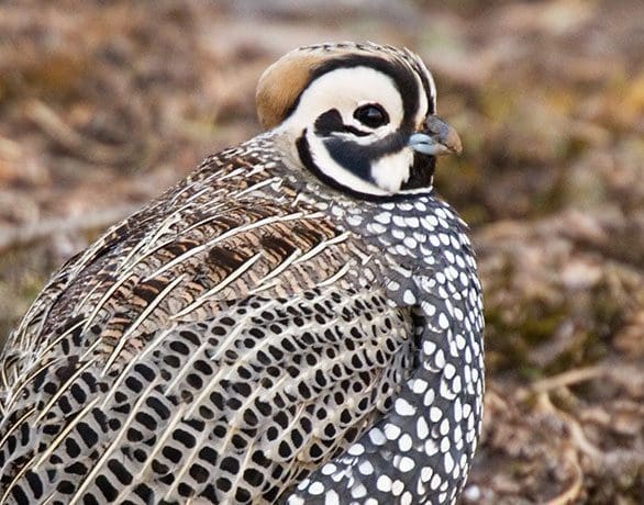 Mearns Quail hunting in Arizona
