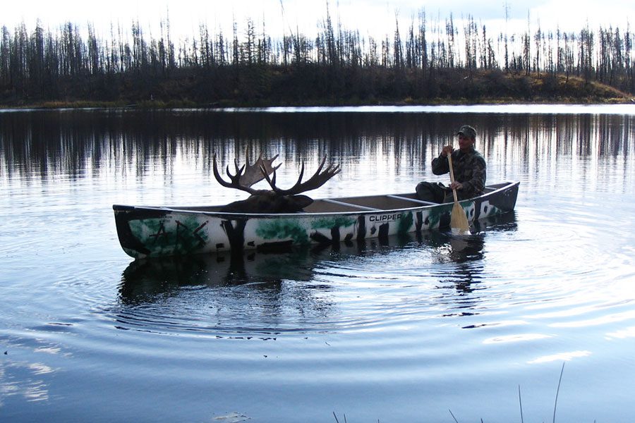 Bringing a moose out in a canoe