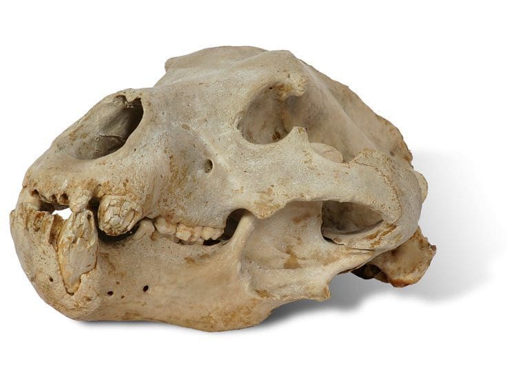 World-Record-Brown-Bear skull » Outdoors International World Record brown bear skull