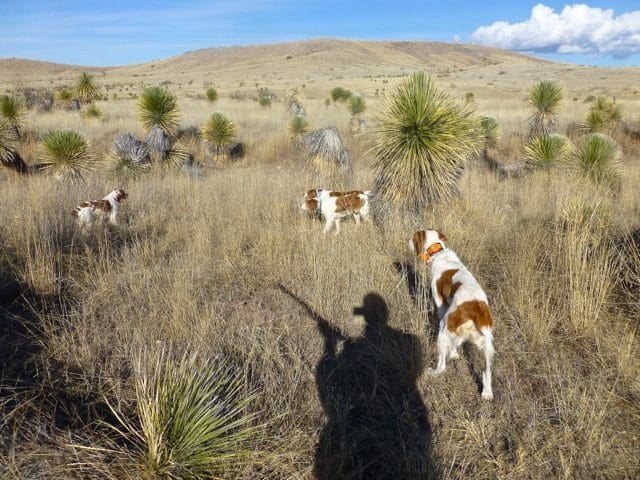 Quail hunting behind a good pointer is a pleasure, and this outfitter runs some great dogs.