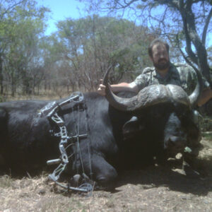 Archery cape buffalo