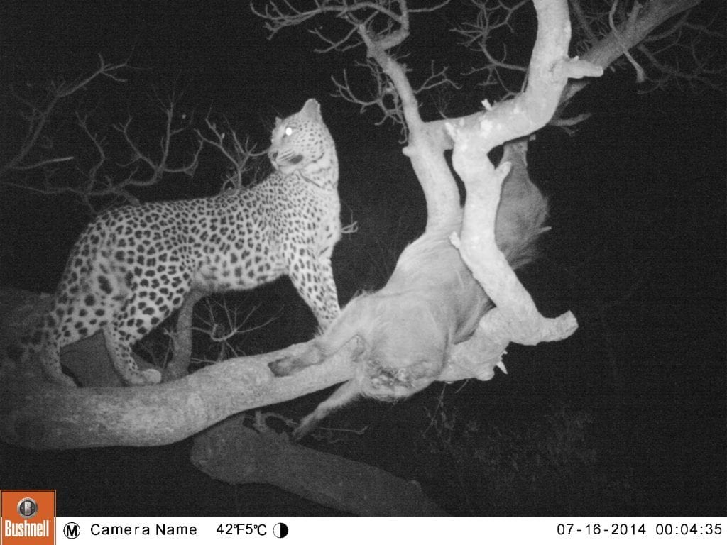 leopard trail cam pic