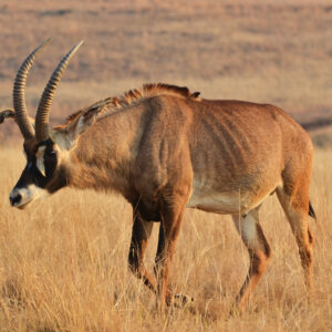 Roan Hunts