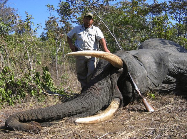 Elephant hunting in Mozambique