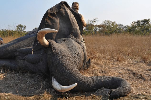 Mozambique hunting for elephant