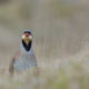 OPGSN2 – Wild Chukar Hunt with On Point Guide Service of Nevada – Arizona