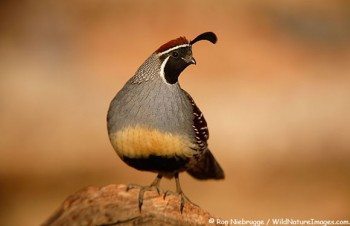 Gambel's Quail